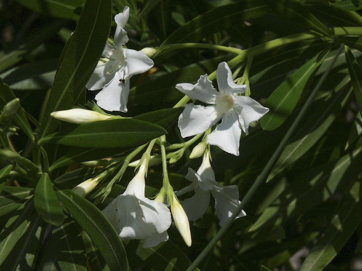 Nerium oleander